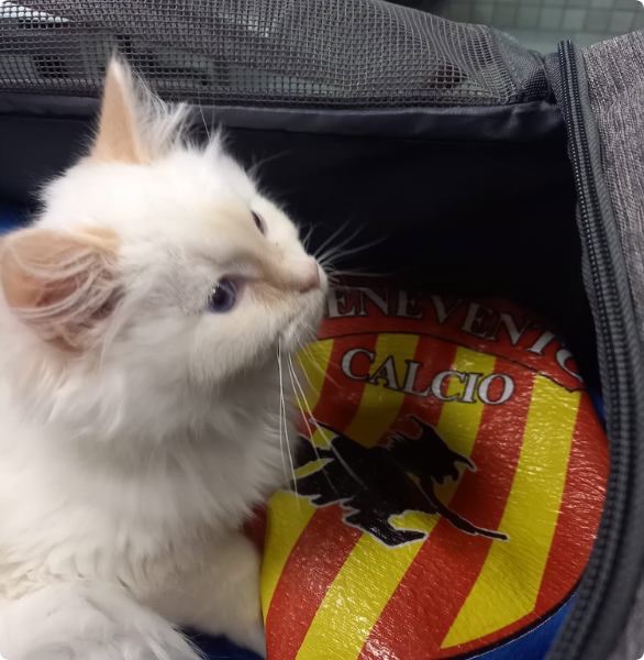 Gatto Benevento Gattino bianco sopra maglia con lo stemma della squadra di calcio di Benevento