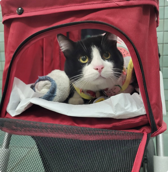 Gatto Mozart al centro veterinario per un controllo prima di partire