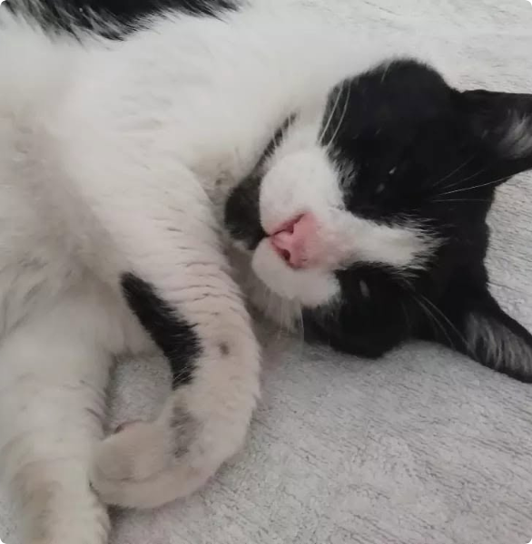 Gatto Nerino Gatto Nerino mascotte del Centro Veterinario Maccauro a Benevento