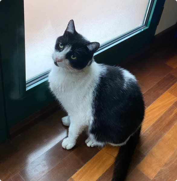 Nerino mascotte Nerino il gatto bianco e nero mascotte del centro veterinario Maccauro