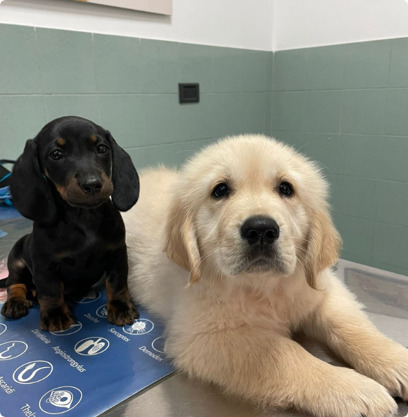 Vaccino cuccioli Un cucciolo di bassotto e un cucciolo di golden retriever durante un controllo per la vaccinazione