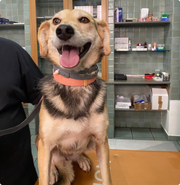 visita dermatologica Un simpatico cagnolino durante una visita dermatologica